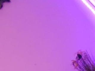 Alanacollins 