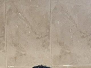 Anaconda-negra