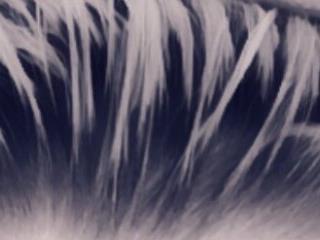 blondi2077