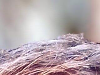 CPTCOCK