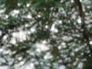 goutamm01