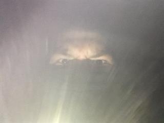 Jussupabored