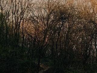 kitsun ne