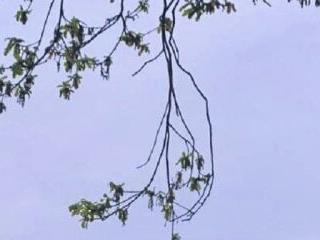 LoraDavi