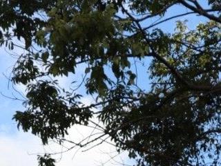 luzesmeraldaw