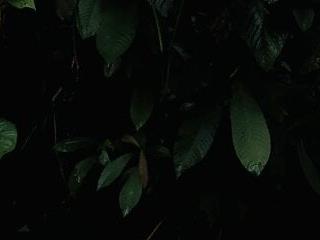 MiaFlamesxxx