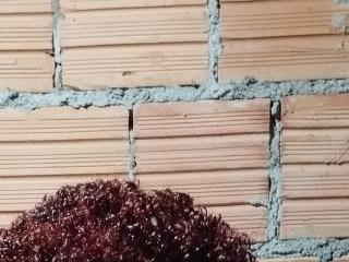 Os pretinhos