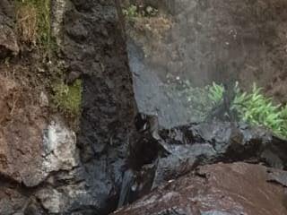 Palsie 1