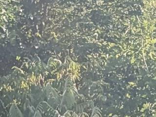 Pineapple04
