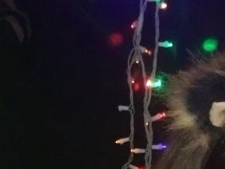 Princess Kitty 