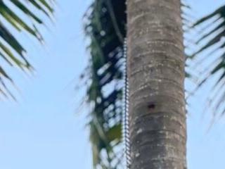 UrasianBIGcock696