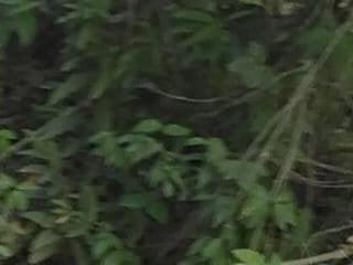 zafiro-23